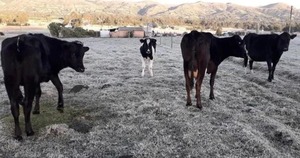 El último frío con escarchas afecto  al sector ganadero