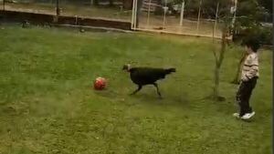 ¡Insólito! Pavo juega a la pelota con su dueño