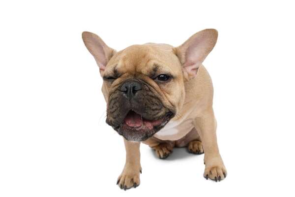 Cómo actuar si tu perro se atraganta: pasos clave para salvarle la vida - Mascotas - ABC Color
