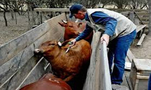 El fin de las vacunas contra la aftosa divide al sector ganadero - OviedoPress