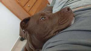 Video: dueño sigue buscando a “Zeus”, su cachorro robado en Areguá - Mascotas - ABC Color