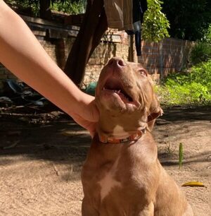 Karai sigue buscando a su jagua’i que le mondahearon