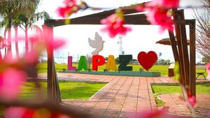 Itapúa: La Paz invita a su icónico Festival del Cerezo en Flor