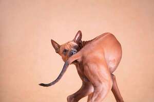 Conductas compulsivas en perros: por qué ocurren y cómo tratarlas - Mascotas - ABC Color