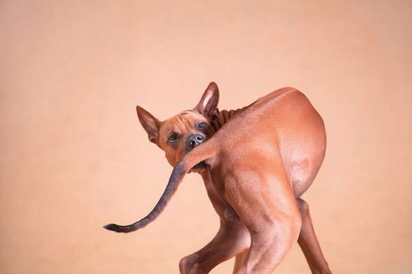 Conductas compulsivas en perros: por qué ocurren y cómo tratarlas - Mascotas - ABC Color