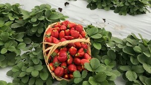 Invitan a cosechar y disfrutar de las frutillas en Areguá desde el domingo