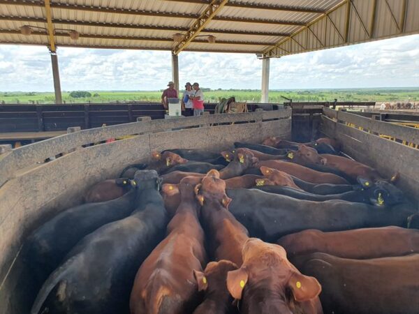 Chile no pondría restricciones a la carne por vacunación, aunque alerta la pérdida de ciertas oportunidades