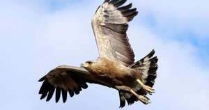 La Nación / El águila coronada en peligro de extinción que voló al Paraguay