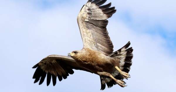 La Nación / El águila coronada en peligro de extinción que voló al Paraguay