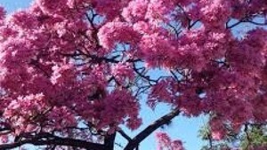 Domingo con clima ideal para disfrutar al aire libre y aprovechar el sol