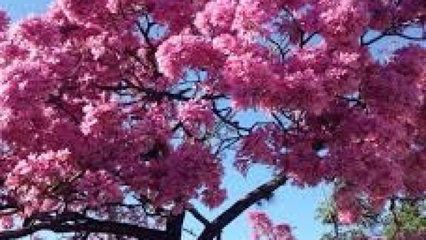 Domingo con clima ideal para disfrutar al aire libre y aprovechar el sol