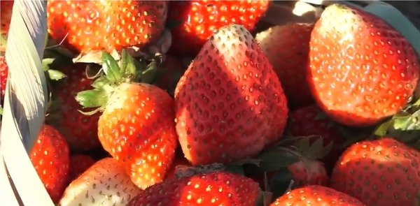 Fincas de Areguá abren al público para cosecha de frutillas