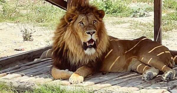 Diario HOY | Un león es abatido en Turquía tras escaparse y herir a un hombre