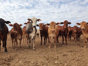 Casi no hay secretos: la trazabilidad animal se logra con una gestión integral eficiente