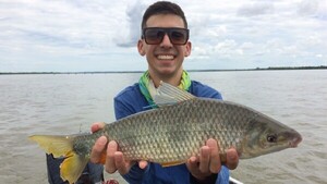 Peces marcados reaparecen con los secretos de sus viajes por el Paraná