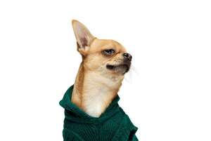 El héroe más pequeño: un chihuahua salva a su dueño tras caída en glaciar suizo - Mascotas - ABC Color