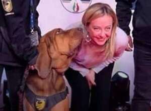 Indignación en Italia por la muerte cruel del perro de rescate premiado por Meloni - Mundo - ABC Color