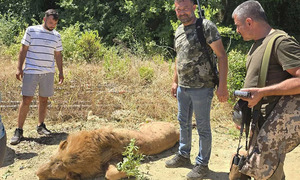 Turquía: Un león es abatido tras escaparse de un parque y herir a un hombre - OviedoPress