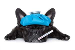 ¿Cómo saber si tu mascota tiene fiebre?: señales y cómo medirla en casa - Mascotas - ABC Color