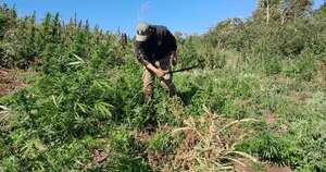 La Nación / Alianza entre Paraguay y Brasil logra anular 648 toneladas de marihuana