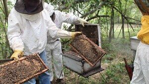Concepción será sede del Congreso Nacional de Apicultura y Meliponicultura