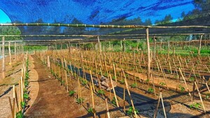 MAG emite recomendaciones técnicas tras las heladas que afectaron a cultivos en todo el país