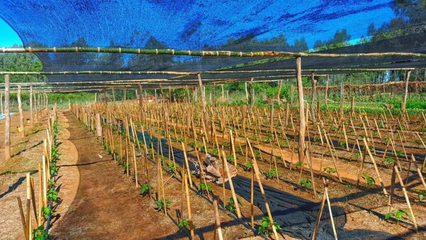 MAG emite recomendaciones técnicas tras las heladas que afectaron a cultivos en todo el país