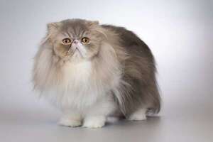 Razas de gatos que no toleran convivir con otros animales - Mascotas - ABC Color