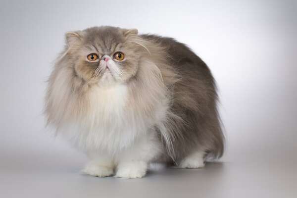 Razas de gatos que no toleran convivir con otros animales - Mascotas - ABC Color