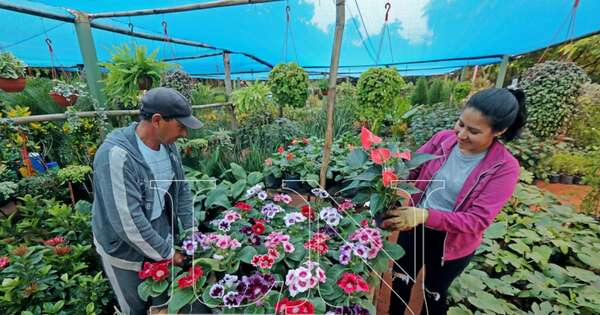 La Nación / Denuncian invasión de vereda por parte de un vivero