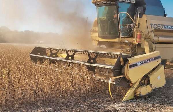 Soja: destacan expansión de la superficie y estiman una producción mayor a 9 millones de toneladas - Economía - ABC Color