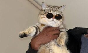 ¡Atendéna! ¡Se pasó de facha el gato de un pelotero albirrojo!