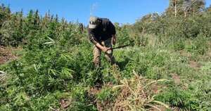 La Nación / Amambay: anularon 648 toneladas de marihuana