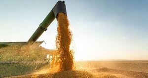 Los precios futuros de los granos cayeron ante un clima favorable para la cosecha