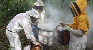 Congreso Nacional de Apicultura y Meliponicultura se realizará el 17 y 18 de julio en Concepción