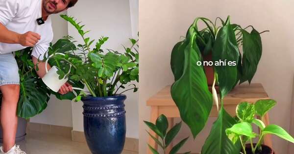 La Nación / Regar las plantas una vez a la semana, ¿es suficiente?