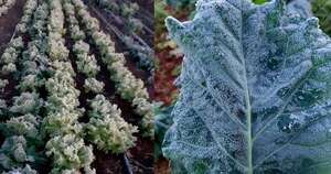 La Nación / Producción frutihortícola: MAG emite recomendaciones para mitigar impacto de las heladas