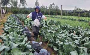 Atención productores: emiten recomendaciones post heladas - Nacionales - ABC Color