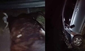 Vaca suelta ocasionó accidente en Coronel Oviedo – Prensa 5