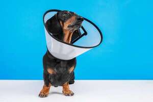 Cuidados postoperatorios en mascotas: claves para una recuperación segura y sin estrés - Mascotas - ABC Color