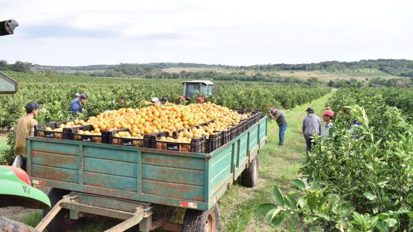 Comerciantes piden reemplazar sistema de permisos para importar y “erradicar” Afidi