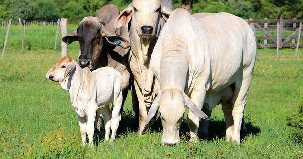 La Nación / Raza brahman presentará más de 400 animales en la Expo Paraguay