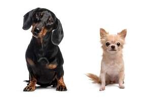Dachshund o Chihuahua: ¿qué perro pequeño es ideal para vos? - Mascotas - ABC Color