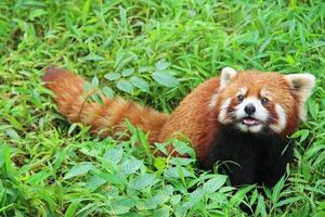 El extraño caso del panda rojo: ¿oso, mapache o especie única? - Ciencia - ABC Color