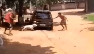 Un pitbull enfrentó a adictos armados ante la ausencia policial - Noticiero Paraguay