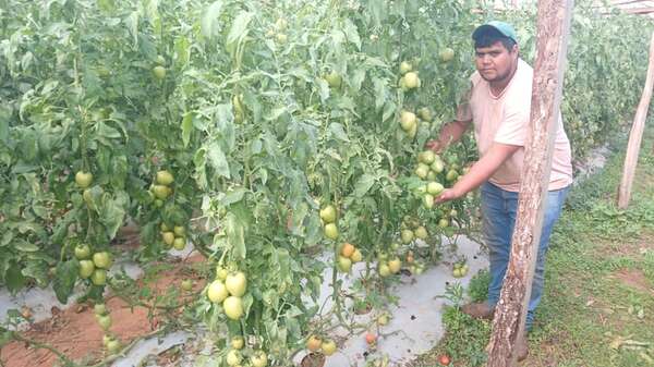 Ola de frío en Argentina estaría impulsando demanda y precio del tomate nacional - Nacionales - ABC Color