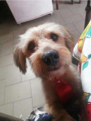¡Se busca a Brownie! - Encontrá a tu mascota - ABC Color