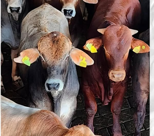 Primer lote de animales identificados con el SIAP fue faenado en frigorífico de exportación