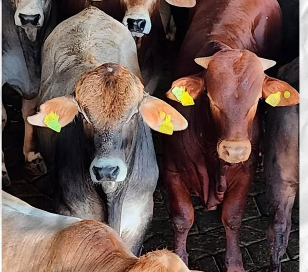 Primer lote de animales identificados con el SIAP fue faenado en frigorífico de exportación
