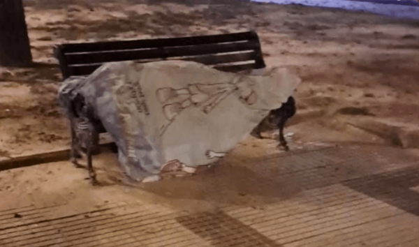 Hallan el cadáver de un hombre en una plaza de Coronel Oviedo - Noticiero Paraguay